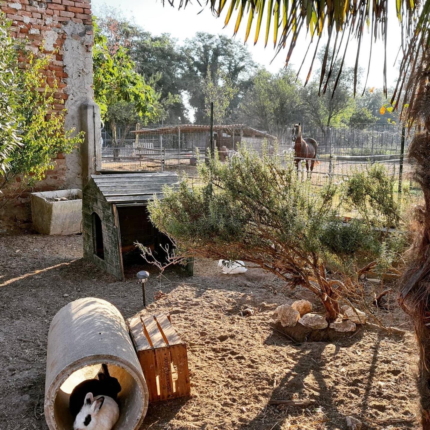Agriturismo Il Campagnino Cremona Exterior photo